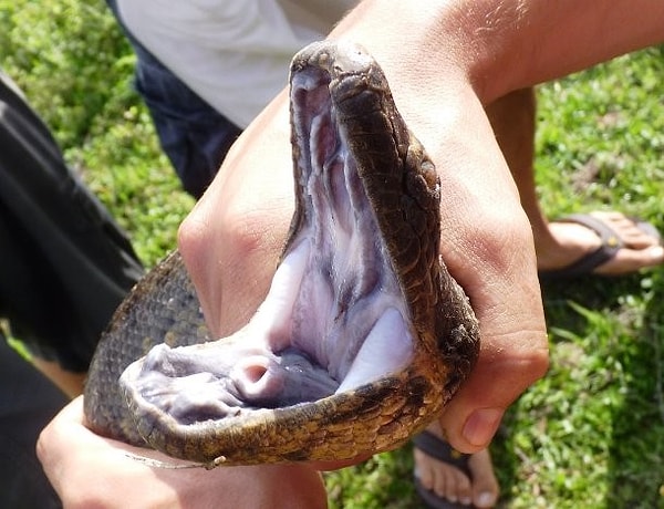 19. Отрубленная змеиная голова всё ещё может кусать на протяжении нескольких часов после смерти. К слову, такие укусы содержат огромное количество яда.