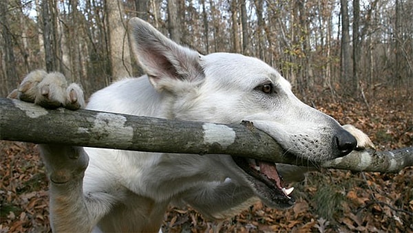 15. Ты тоже не замечал, насколько громко люди жуют?