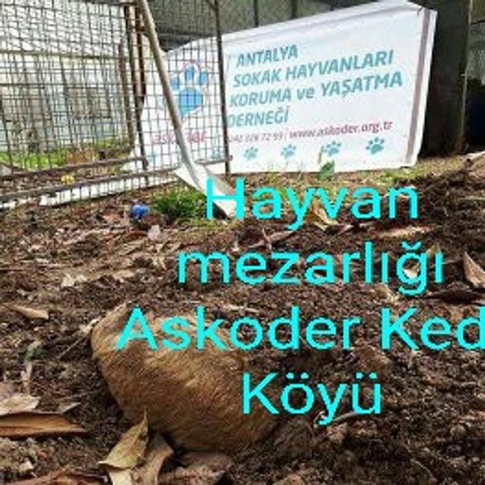 Kedi Köyü Dediler Ölüm Kampı Çıktı!