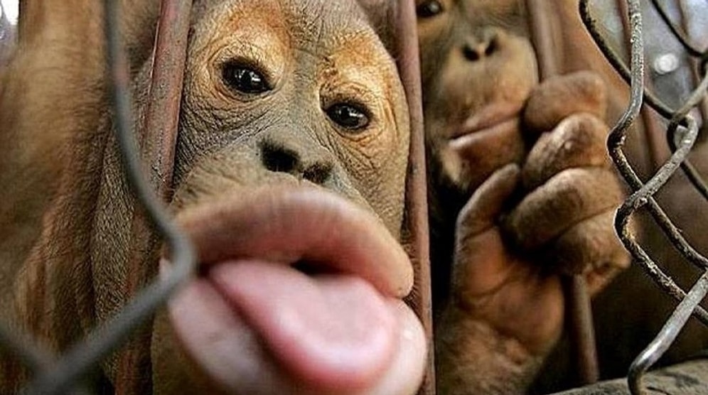 Эксперимент: обезьяна умнее человека?