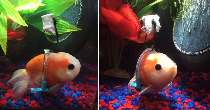 Yüzme Zorluğu Yaşayan Japon Balığı İçin Minik Bir Aparat Tasarlayan Koca Yürekli Adam