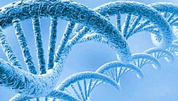 Mitokondriyal DNA'mız, hücre çekirdeğinde bulunan DNA'mızdan daha hızlı şekilde mutasyona uğrar.