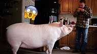 Minyatür Olduğu Düşünülerek Sahiplenilen ve Sonrasında Tam 300 Kiloya Ulaşan Domuzcuk