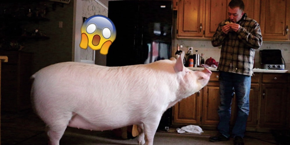 Minyatür Olduğu Düşünülerek Sahiplenilen ve Sonrasında Tam 300 Kiloya Ulaşan Domuzcuk