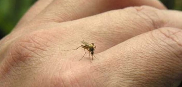 10. Отпугивает мух и комаров