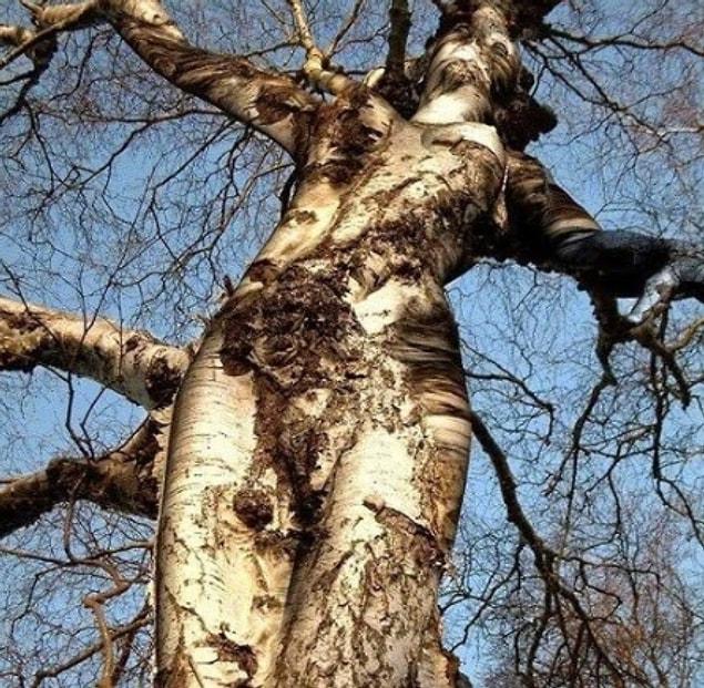 7. Or you’re taking a nice hike in the forest, and suddenly it’s like, “Oh, look, a tree that looks like a woman/crucifixion!”