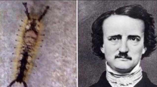 13. At least it wasn’t an invasion of caterpillars, like this one that looks like Edgar Allen Poe.