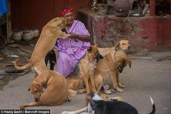 Pratima Devi Yeni Delhi şehrinin bir gecekondu mahallesinde 120 köpeği ile birlikte yaşıyor ve onları doyurmak için eskicilik yapıyor.