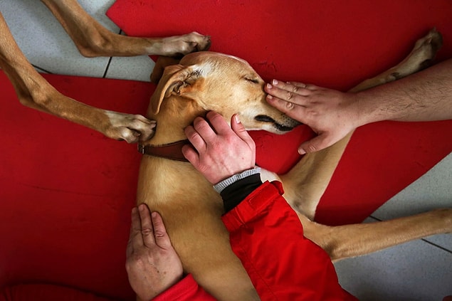 4. Atila, a trained therapeutic greyhound used to treat patients with mental health issues and learning difficulties, falls asleep as it gets caressed by three patients at Benito Menni health facility in Elizondo, northern Spain, on March 16.