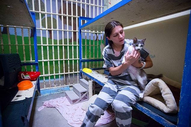 5. A prison that once housed convicted murderers, rapists, and drug dealers is now home to nearly 100 animals who have been rescued from the streets, abusive owners, and other cruel environments. The animals in the Maricopa Animal Safe Haven — the “prison for cats and dogs” — in downtown Phoenix are cared for by nonviolent female criminals serving sentences at a nearby facility.