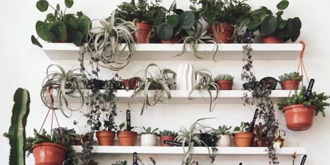 Yeşilin 50 Tonu! Bitki Aşıklarının Gözlerini Kamaştıracak 17 Yemyeşil Instagram Hesabı