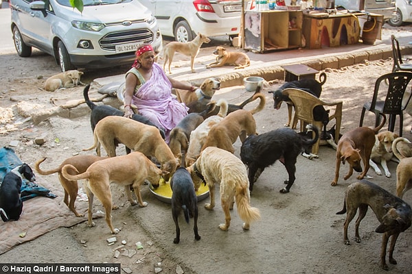 9. Все свои дни эта удивительная женщина проводит вместе со своими "детками". Она не только кормит собак, но и оплачивает их стерилизацию и прививки