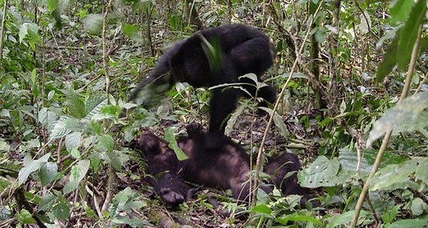 4. Они доминируют, показывая свою жестокость
