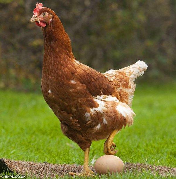 Tavukların atasına benzeyen bu dev tavukların, laboratuvar ortamında endüstriyel şartlarla üretildiğini düşünüyor olabilirsiniz, oysaki endüstriyel tarımdan son derece uzak mutlu arka bahçe tavuklarından fazlası değil.
