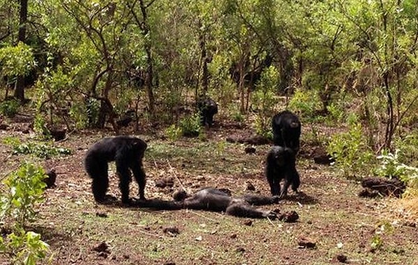 1. Шимпанзе — каннибалы