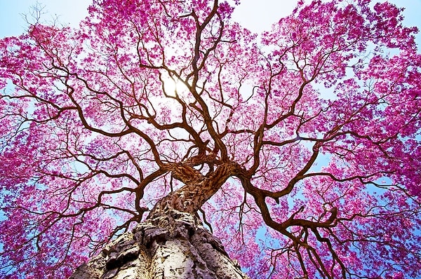 19. Я попросил дерево - расскажи мне о Боге. И оно зацвело.