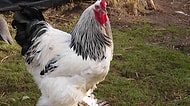 Foghorn Leghorn Gerçek mi Oldu? Sosyal Medyayı Korkutan Dev Tavuk Ortalığı Karıştırdı!