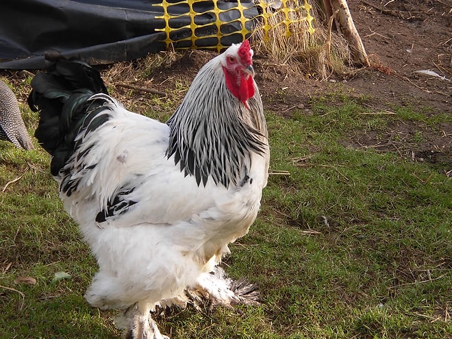 Foghorn Leghorn Gerçek mi Oldu? Sosyal Medyayı Korkutan Dev Tavuk Ortalığı Karıştırdı!