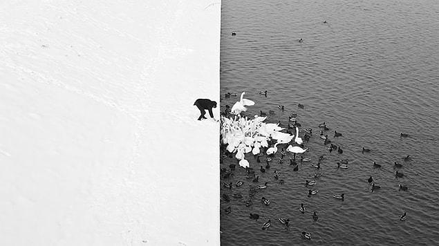3. A Man Feeding Swans In The Snow
