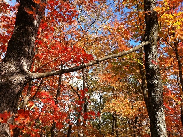 17. Two Trees That Share One Branch