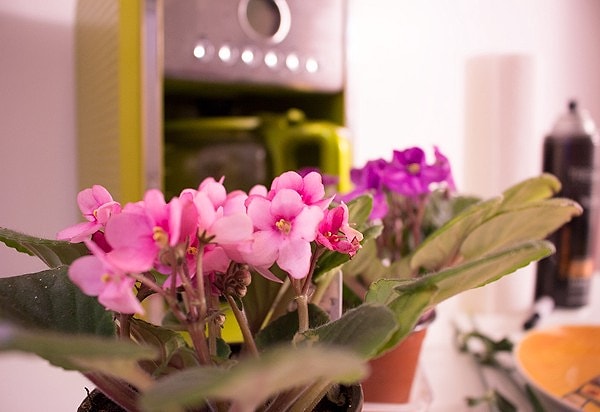 6. Итак, чтобы сделать татуировку из засушенных цветов, вам нужно...