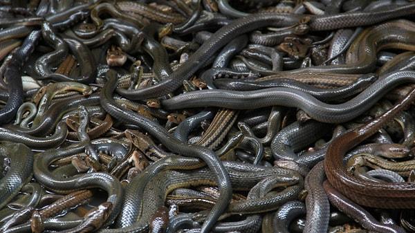 20. 10.000 TL karşılığında zehirsiz ( ve boğmayan ) yılanların olduğu havuza girer misin?