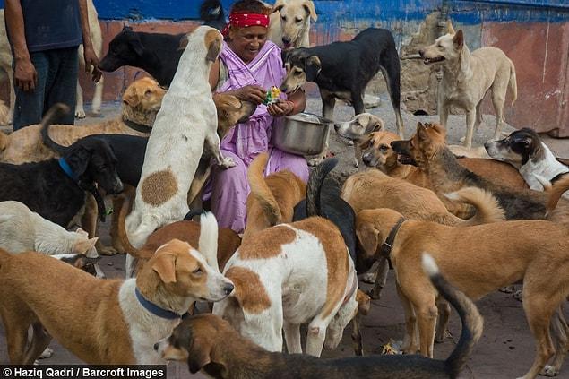Pratima tries to take care of the other dogs in the town as well.