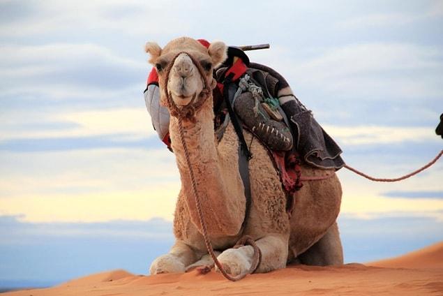 10. Saudi Arabia imports camels from Australia.