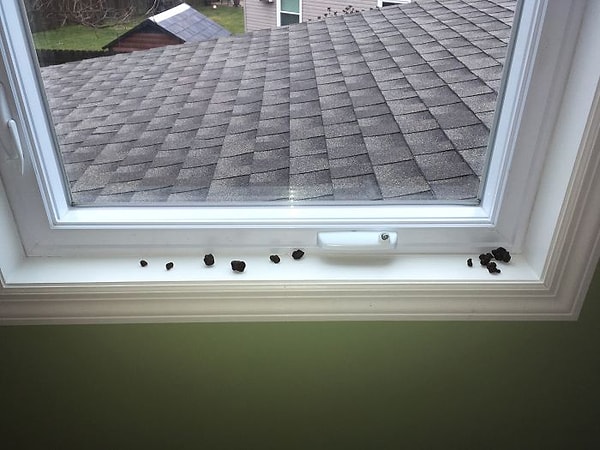 1. Ага, это какашки.