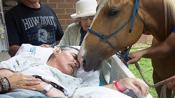 13. Ölmek üzere olan Vietnamlı veteriner, canı cananı atlarla hastane dışında son bir buluşma istedi.