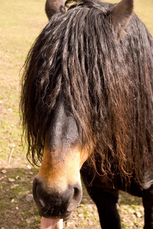 14. Те, кто для большинства людей являются восхитительными созданиями, для людей с хаэтофобией выглядят ужасными существами.