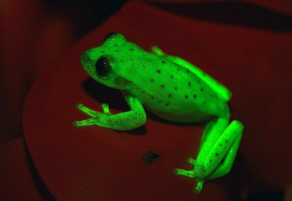 Güney Amerika benekli ağaç kurbağası (Hypsiboas punctatus) Dünya üzerinde bulunan ilk floresan amfibiyen olarak literatüre geçti.