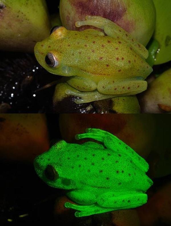 Normal ışıkta kurbağanın derisi donuk yeşilimsi kahverengi renkte ve üzerinde küçük kırmızı lekeler var.