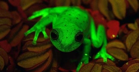 Bilim İnsanları Güney Amerika'da Karanlıkta Parlayan Bir Kurbağa Cinsi Buldu!