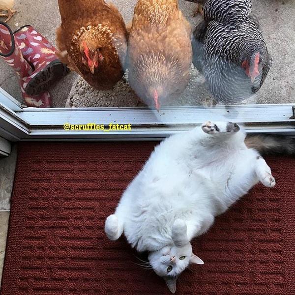 Sayısı 50 bine yaklaşan Instagram takipçilerinden değil, her gün onu seyretmek için kapısında sıralanan tavuklardan söz ediyoruz aslında.