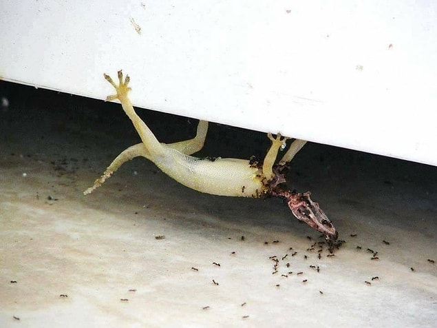 9. Öldükten sonra yapışıp kalan bir geko kertenkelesi ve onu parçalara ayıran karınca sürüsü. 😨