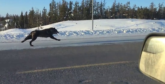 Невероятные кадры: Волки бегут возле машины со скоростью 48 км/ч