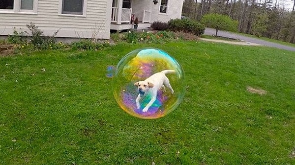 1. Saniyelik bir olay! Kocaman bir baloncuğun içine giren köpek.
