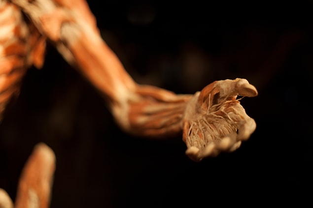 Body Worlds sergisinin bir el için verdiği para ise 668 TL.