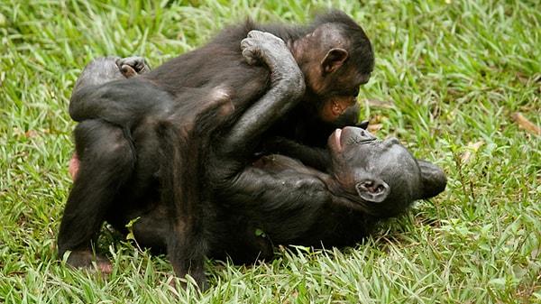 5. İnsanlar dışında, bonobolar ve yunuslar da zevk için seks yapan nadir hayvan türleridir.