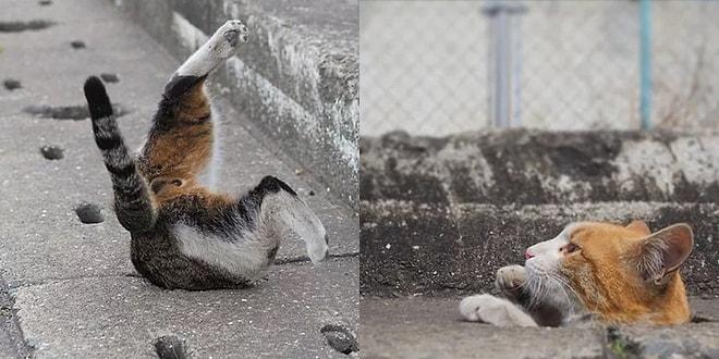 Buldukları Tahliye Borusunu Oyun Alanına Dönüştüren Minnoş Sokak Kedilerinden 17 Fotoğraf