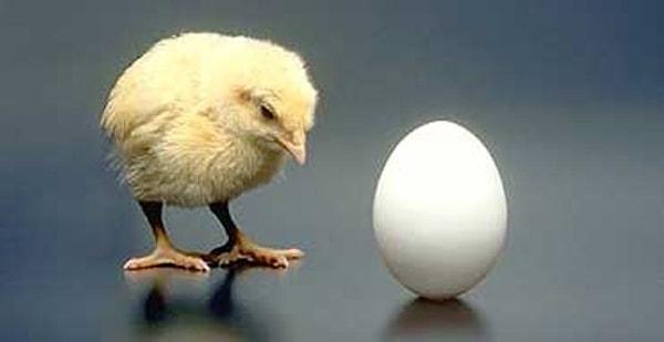 6. Peki tavuk mu yumurtadan çıkar, yumurta mı tavuktan?