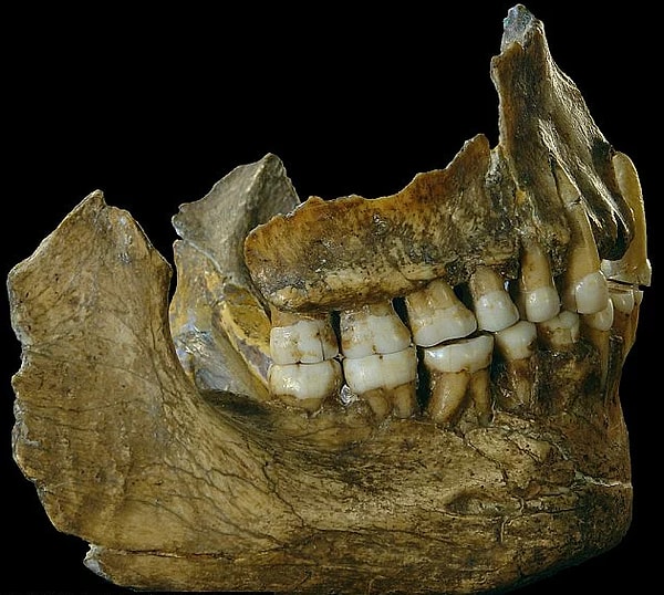 3. Анализы показали: помимо мяса шерстистых носорогов и горных баранов, съедобных растений и грибов обследованные неандертальцы употребляли салициловую кислоту — главное действующее вещество аспирина.