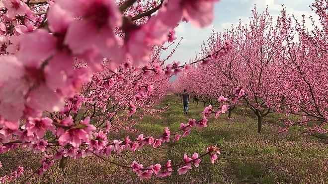 Japonlar'ın Sakurası Varsa Bizim de Rengarenk Çiçekleriyle Bir Güzelliğimiz Var: Pamukova
