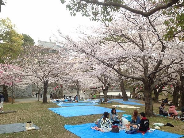 Japonlar her yıl bu dönemde ağaçların altında toplanıyor ve Hanami adını verdikleri pikniklerini yapıyor.