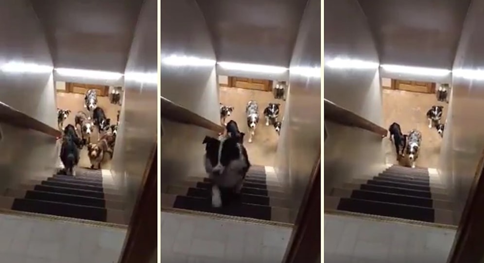 İsimlerinin Söylenmesi İçin Sabırla Bekleyen Minnoş Köpekler