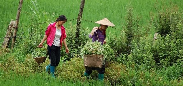 Li Ching Yuen reportedly began his herbalist career at the age of 10.