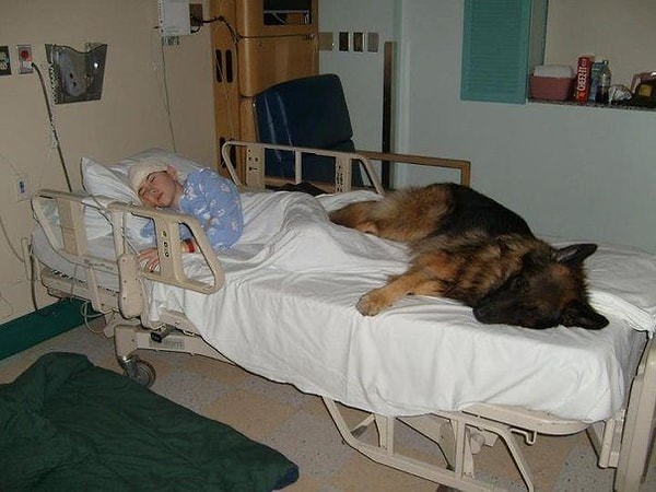 12. Если бы только люди могли любить как собаки, мир стал бы раем.