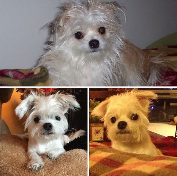 17. После стрижки этот малыш сводит с ума всех девушек!