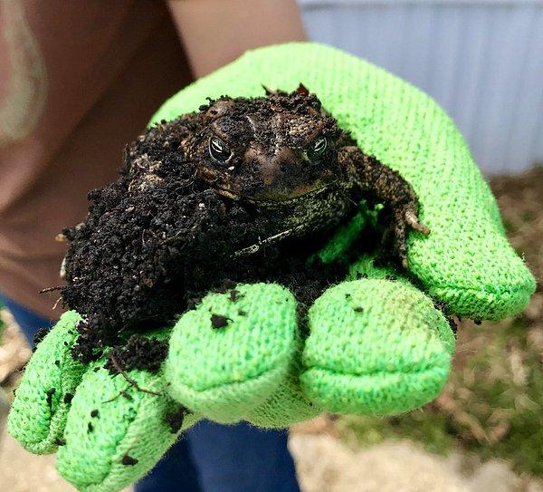 7. Kış uykusundan yanlışlıkla uyandırılmış bir kara kurbağası
